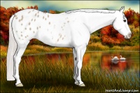 Horse Color:Silver Brown Dun Appaloosa 