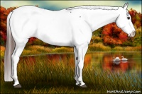 Horse Color:Liver Chestnut Snowcap 