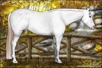 Horse Color:Chestnut Appaloosa 