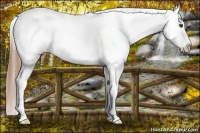 Horse Color:Red Dun Appaloosa 