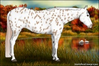 Horse Color:Red Dun Appaloosa 