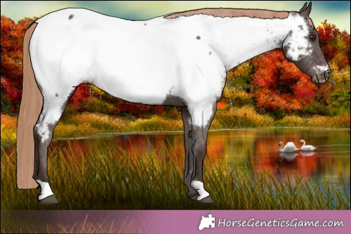Horse Color:Liver Chestnut Near Fewspot 