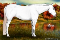 Horse Color:Liver Chestnut Appaloosa 