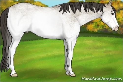 Horse Color: White Spotted Smoky Grullo Sabino 