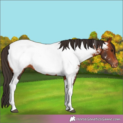 Horse Color:Bay Tobiano Near Fewspot 