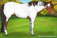 Horse Color:Bay Tobiano Appaloosa 
