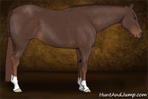Horse Color:Liver Chestnut 