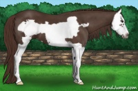 Horse Color:Liver Chestnut Splash Frame 