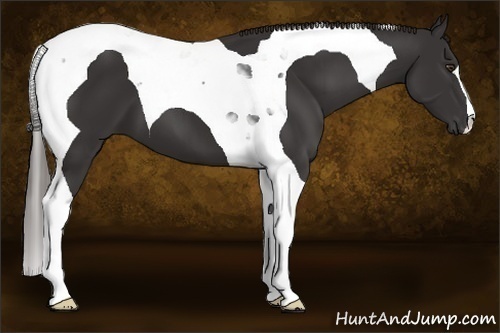 Horse Color:Liver Chestnut Tobiano 