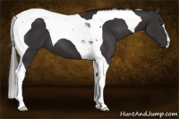 Horse Color:Liver Chestnut Tobiano 