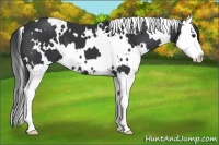 Horse Color:White Spotted Black Splash