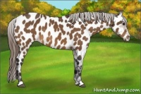 Horse Color:Buckskin Appaloosa