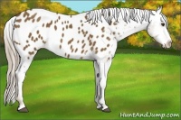 Horse Color:Chocolate Palomino Appaloosa 