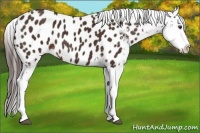 Horse Color:Liver Chestnut Splash Appaloosa 