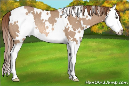 Horse Color: White Spotted Liver Red Dun Splash Rabicano 