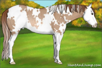 Horse Color:White Spotted Liver Red Dun Splash Rabicano