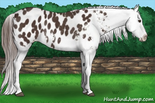 Horse Color: Liver Chestnut Blanket Rabicano 