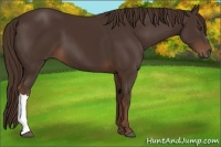 Horse Color:Liver Chestnut 