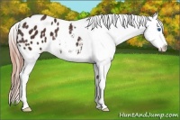 Horse Color:Liver Chestnut Frame Blanket Rabicano 