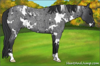 Horse Color:White Spotted Blue Roan 