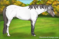 Horse Color:Brown Roan Near Fewspot 