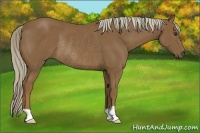 Horse Color:Chocolate Palomino Rabicano