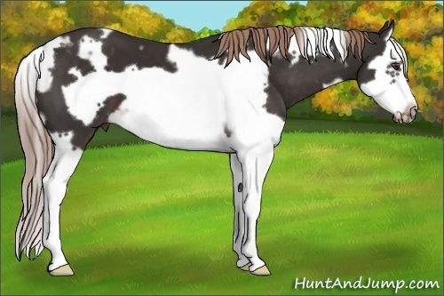 Horse Color: White Spotted Liver Chestnut Splash Frame 
