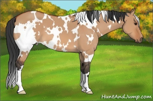 Horse Color: White Spotted Bay Dun 