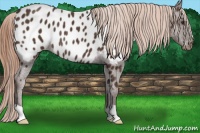 Horse Color:Liver Chestnut Appaloosa Rabicano 