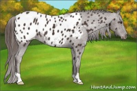 Horse Color:Liver Chestnut Appaloosa 