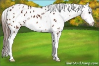 Horse Color:White Spotted Bay Appaloosa