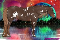 Horse Color:White Spotted Liver Chestnut 