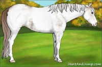 Horse Color:White Spotted Liver Red Dun 