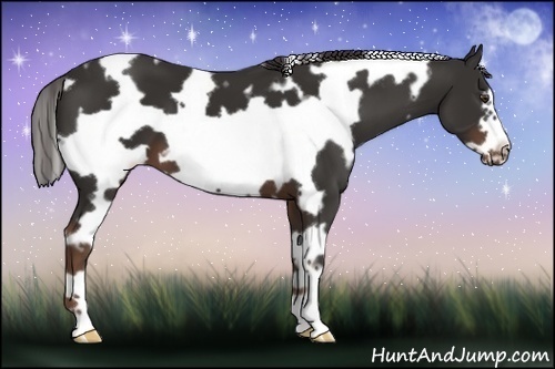 Horse Color: White Spotted Liver Chestnut Frame 
