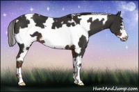 Horse Color:White Spotted Liver Chestnut Frame