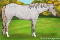 Horse Color:Liver Red Roan Varnish Rabicano 