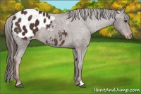 Horse Color:Liver Chestnut Appaloosa 