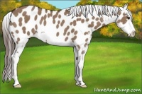 Horse Color:Liver Red Dun Frame Appaloosa Rabicano 