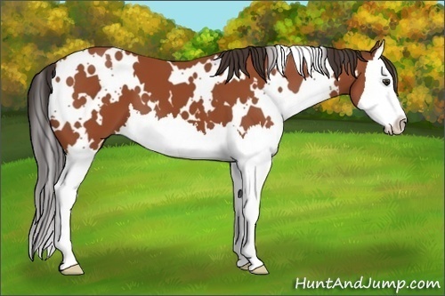 Horse Color:White Spotted Bay Splash 