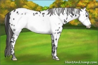 Horse Color:Brown Frame Near Leopard 