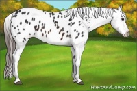 Horse Color:Brown Appaloosa 
