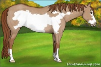 Horse Color:Red Dun Frame Rabicano 