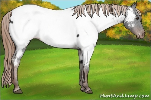 Horse Color: Liver Chestnut Near Fewspot Rabicano 