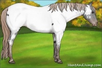 Horse Color:Liver Chestnut Appaloosa Rabicano