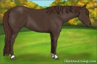 Horse Color:Liver Chestnut 