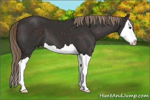 Horse Color: Liver Chestnut Splash 