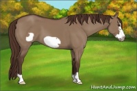 Horse Color:Liver Red Dun Frame 