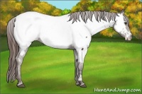 Horse Color:Liver Chestnut Near Fewspot 