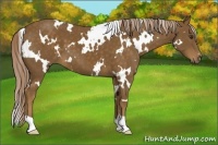 Horse Color:White Spotted Chocolate Palomino 