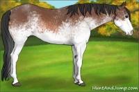 Horse Color:White Spotted Bay Roan 